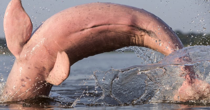 A vida dos botos cor-de-rosa nas mãos da Colômbia