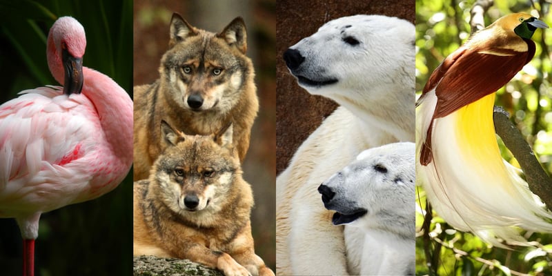 Veja 7 casais \"românticos\" do reino animal