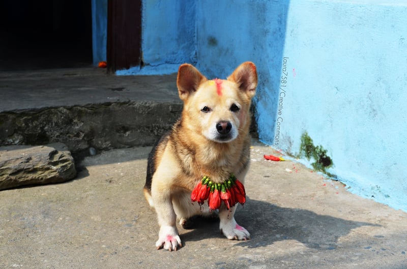 Kukur Tihar: veja fotos do festival hindu que venera os cães
