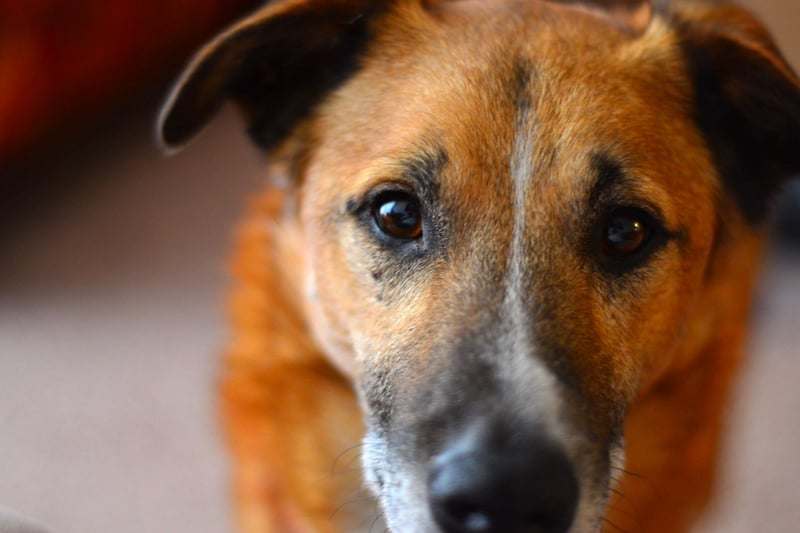 Cão vira-lata com pelagem marrom e focinho branco
