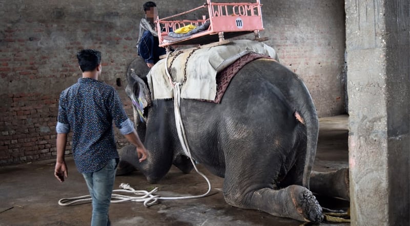 Elefante em Fort Amber, Índia