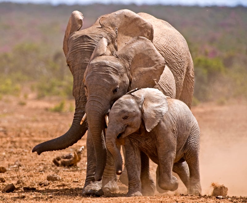 World Animal Protection denuncia a crueldade dos passeios de elefante na Ásia e na África