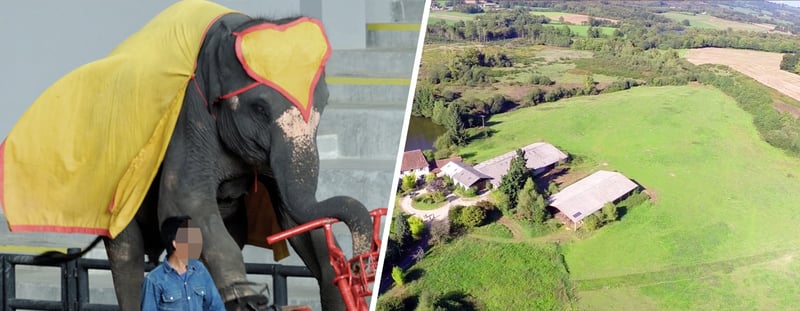 Elefante é forçado a se apresentar em circo - Imagem: Alex Krasavtsev
