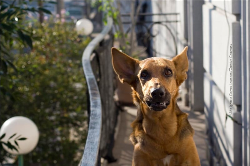 Saiba como acalmar seu cão e gato durante queimas de fogos