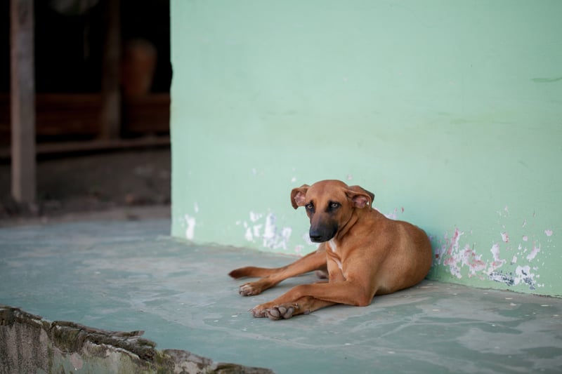 Vinhedo aprova lei para proteger animais comunitários
