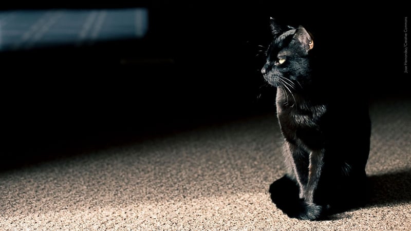 Gato preto à espera na porta - Jose Hernandez - Creative Commons
