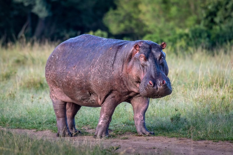 Hippo