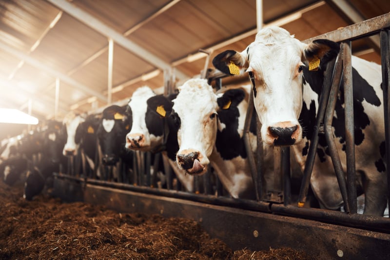 cows on a factory farm