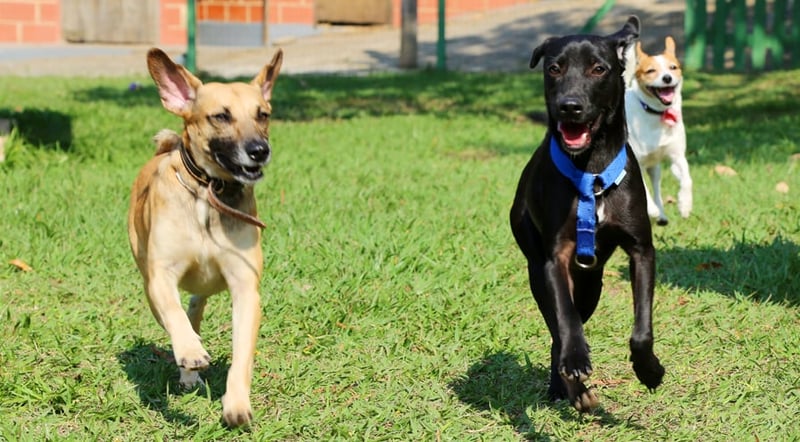 Cães resgatados na Rio 2016 brincam em hospedagem