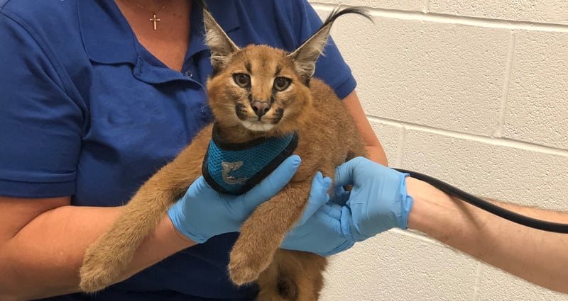 caracal