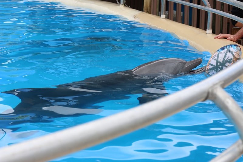 Landmark sea sanctuary study for captive dolphins announced