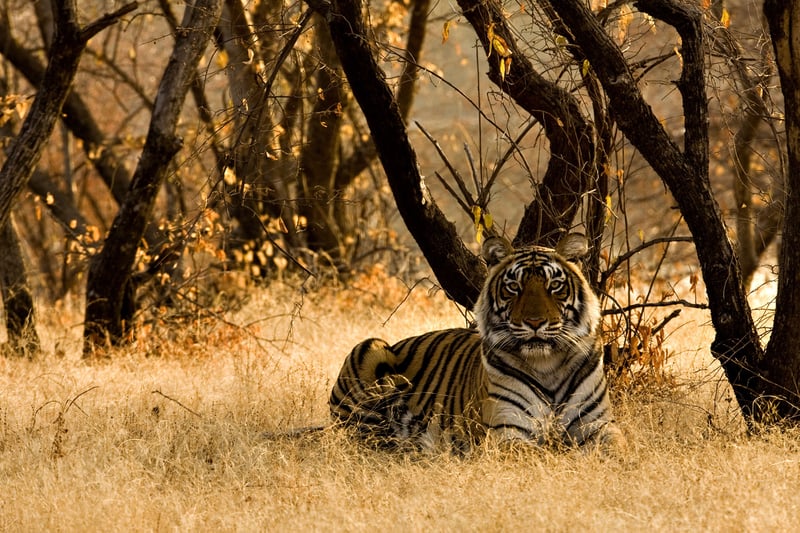 A wild tiger sitting on the dry grasses in a reserve in India