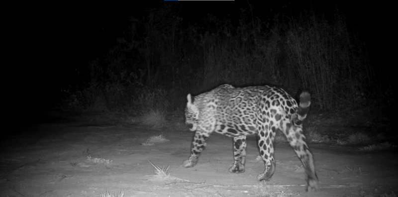 Female jaguar spotted with cub in Pantanal/Serra do Amolar area