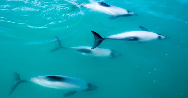 hectors and maui dolphins