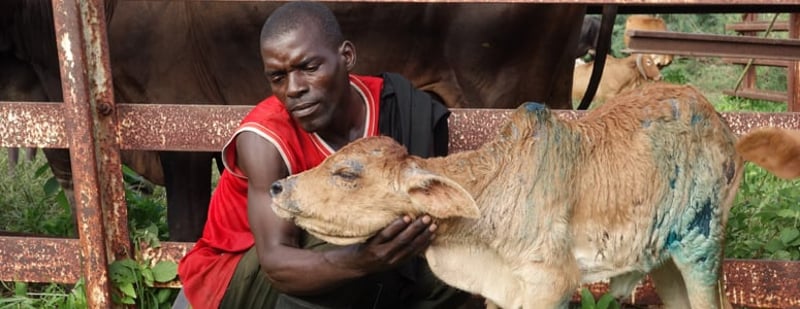 Ciclone Chedza traz danos a animais e comunidades no Malawi