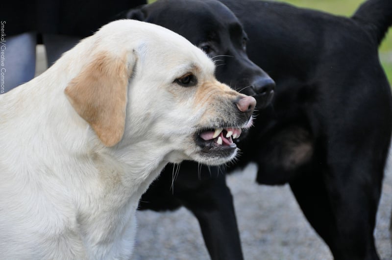 Os cães não mordem sem motivo