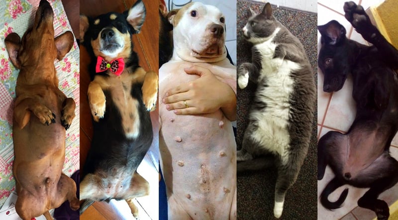 Por que publicar uma foto do seu cão ou gato mostrando a barriguinha? Descubra!