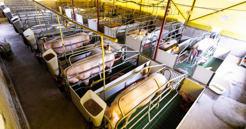 Mães porcas em gaiolas de gestação na pecuária industrial intensiva