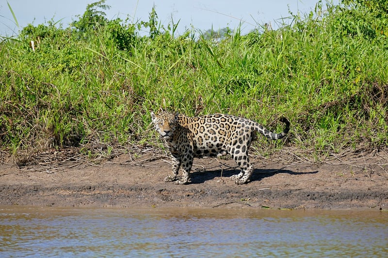 Onça-pintada à beira do Rio São Lourenço, no Pantanal - Brasil