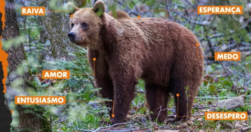 Urso livre, na natureza, com textos com sentimentos que ele é capaz de sentir