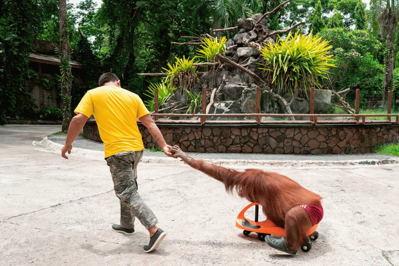 Orangotango explorado para selfies nas Filipinas - Animal silvestre. Não entretenimento - World Animal Protection