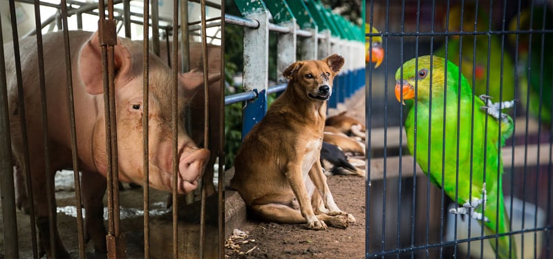 Montagem mostra porca em gaiola de gestação, cachorro abandonado na rua e papagaio preso em gaiola