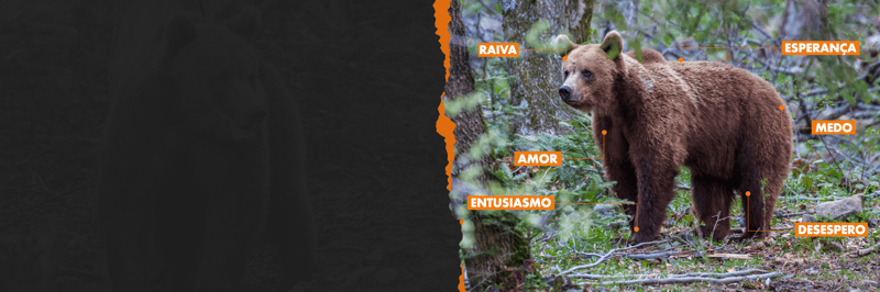 Senciência animal