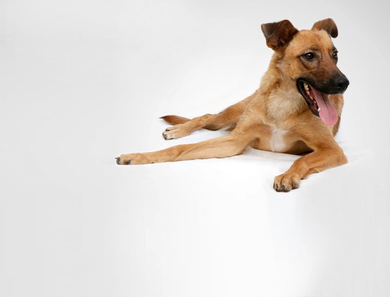 Cães do CCZ irão participar do SP Animal para promover adoção