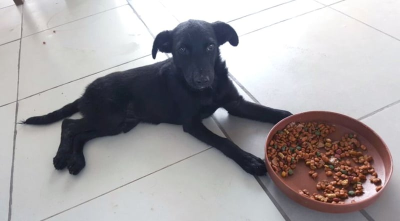 Cão sobrevive a dois tremores no Equador