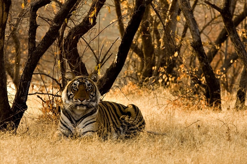 Quer proteger os tigres? Cientistas convocam as mentes mais criativas do mundo para ajudar