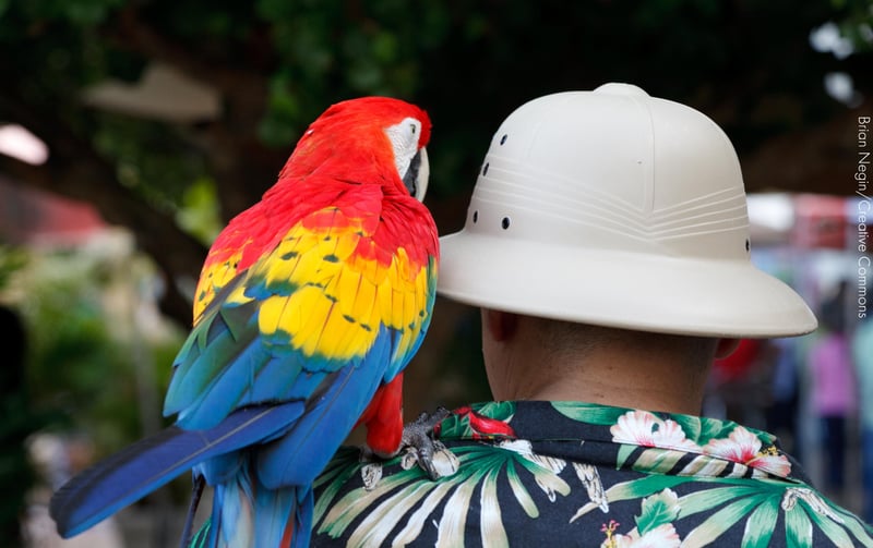 Turismo com animais é aceitável? A opinião do público