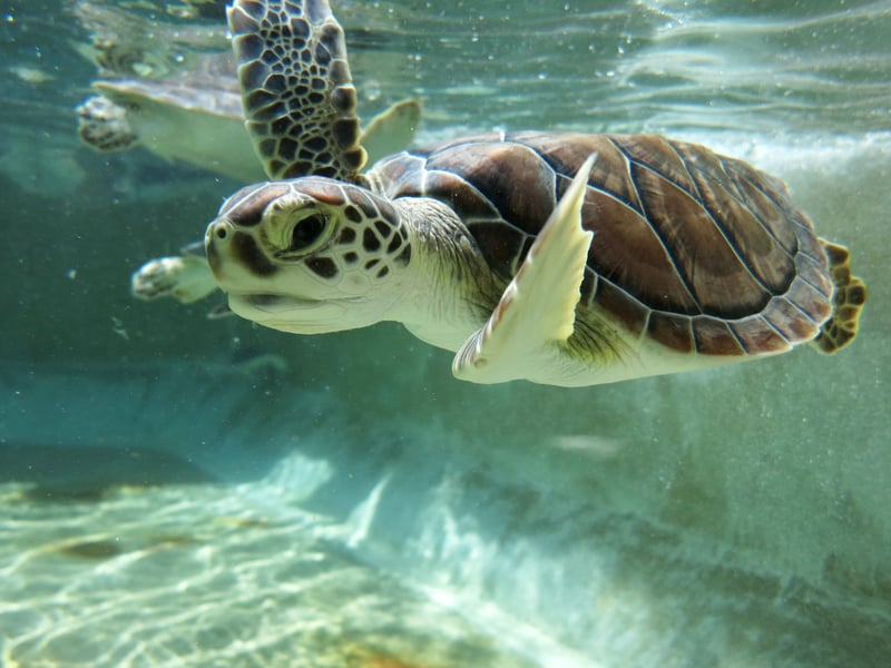 Young turtle in pool at Cayman Turtle Farm