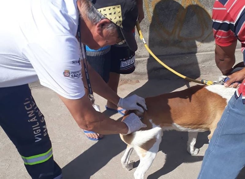 Cão é vacinado contra a raiva por agente de saúde na Zona Leste da capital paulista
