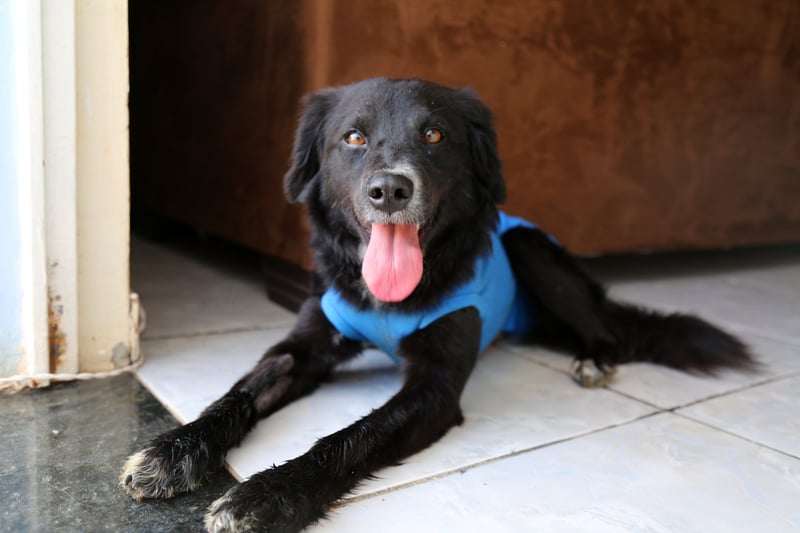 Cão faz amizade com segurança do Parque Olímpico e é adotado