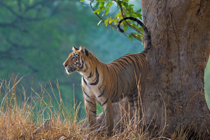 tigers in mumbai zoo