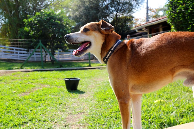 Cães resgatados em áreas das Olimpíadas vão ganhar seu coração