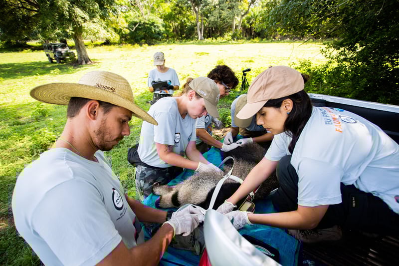 Equipe fazendo os preparativos para colocação de colar na tamanduá-bandeira Cecília