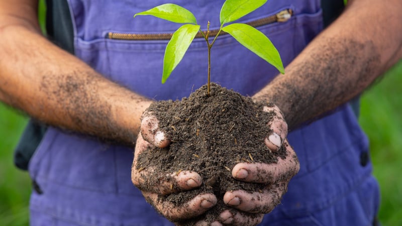 Agricultor segurando muda - foto: Freepik