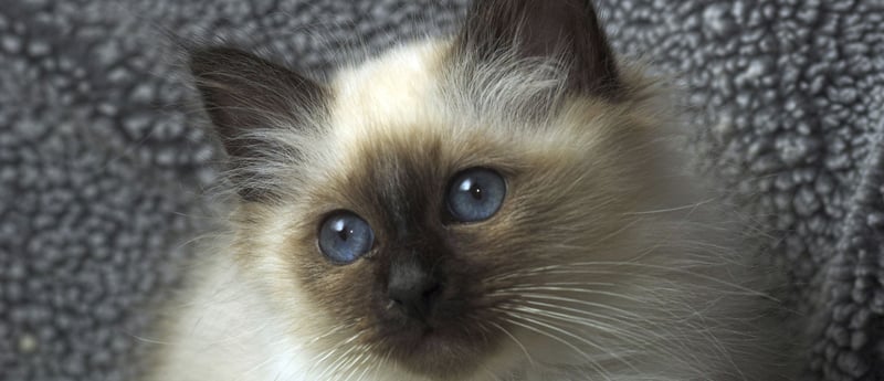 Gatinho da raça Birman com 11 semanas de idade