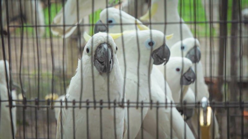 Papagaio em cativeiro