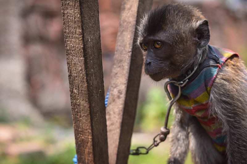 macaquinho acorrentado com olhar triste