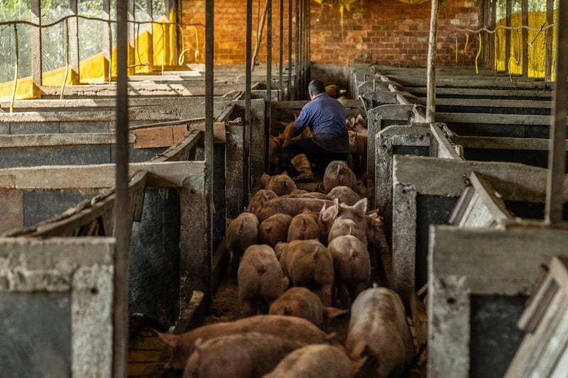 Fazenda de porcos
