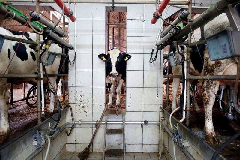 Vaca leiteira em fazenda industrial