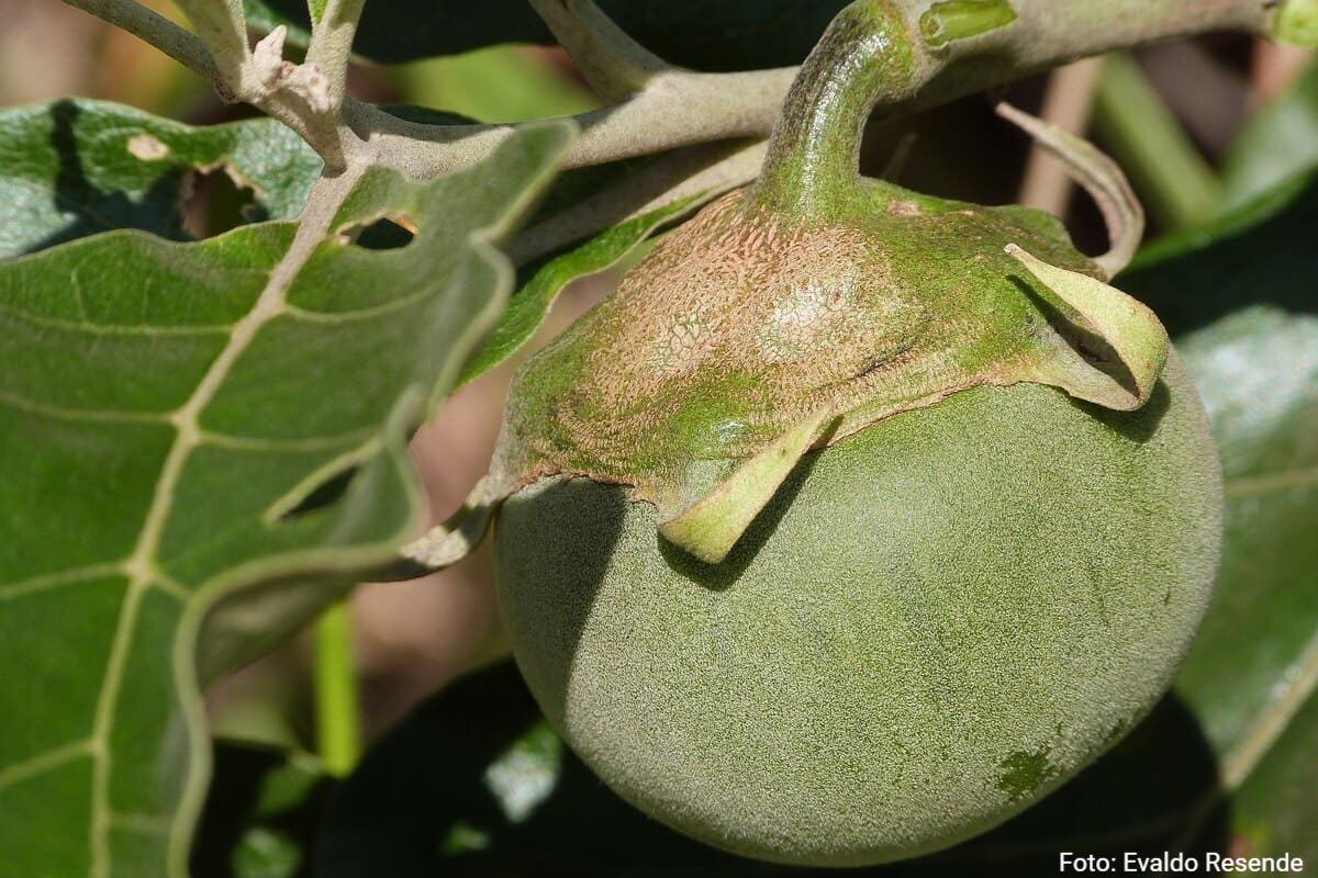 Fruto-do-lobo ou lobeira (Solanum lycocarpum)