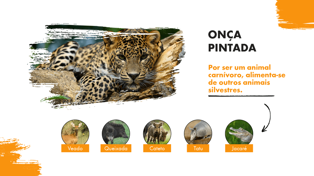 Detalhe dos principais animais que fazem parte da dieta da onça-pintada