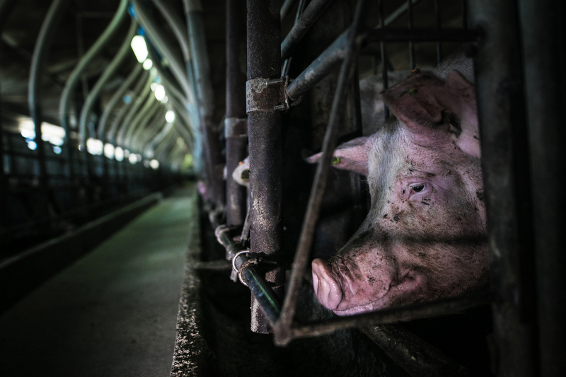 O progresso na compreensão da senciência animal e a melhoria da legislação podem transformar métodos cruéis da pecuária industrial. 