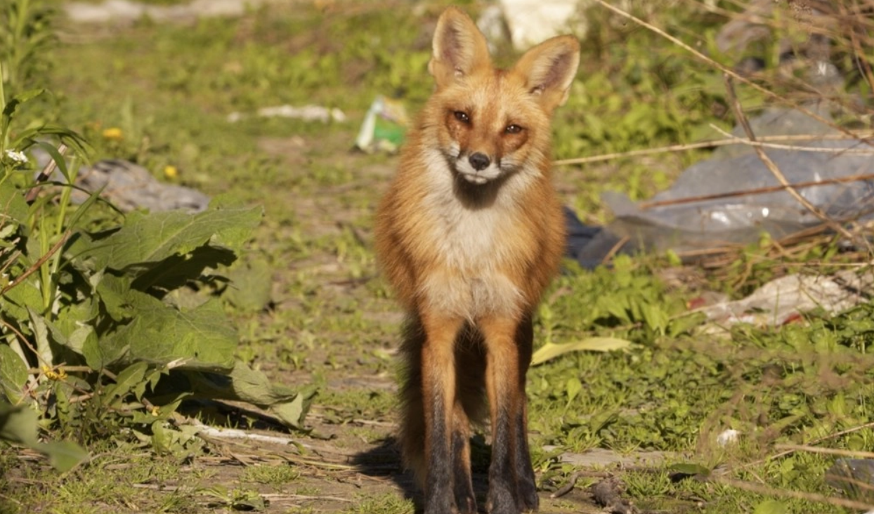 Na legalização da Senciência Animal, animais selvagens, invertebrados e aqueles sem dono são frequentemente esquecidos. Crédito: Juliano Victor 