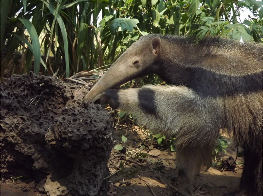 Uma tamandua com a pata em cima de uma pedra