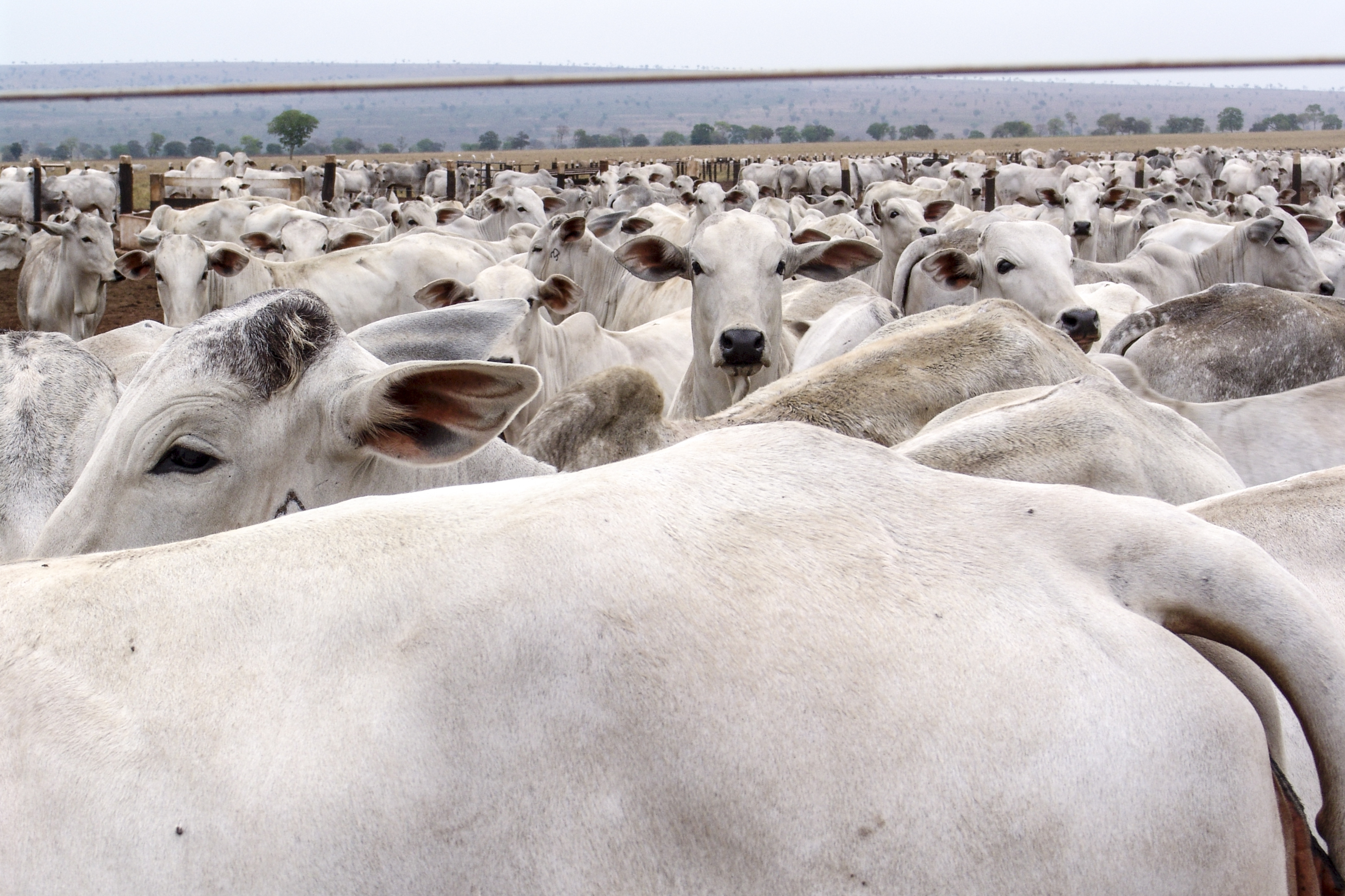 Imagem de gado de fazenda industrial