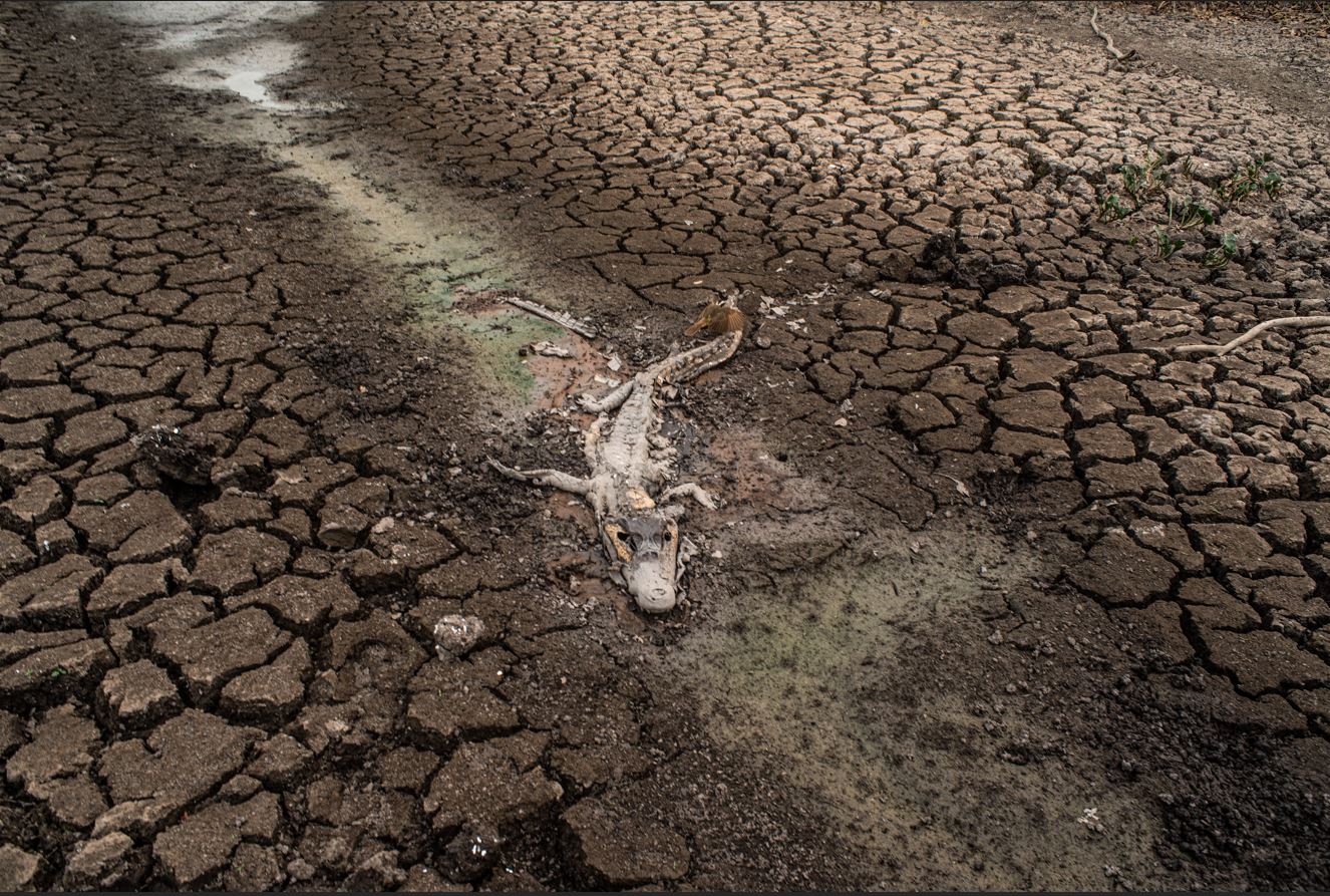 Imagem de um jacaré morto no meio da vegetação queimada pelos incêndios no pantanal